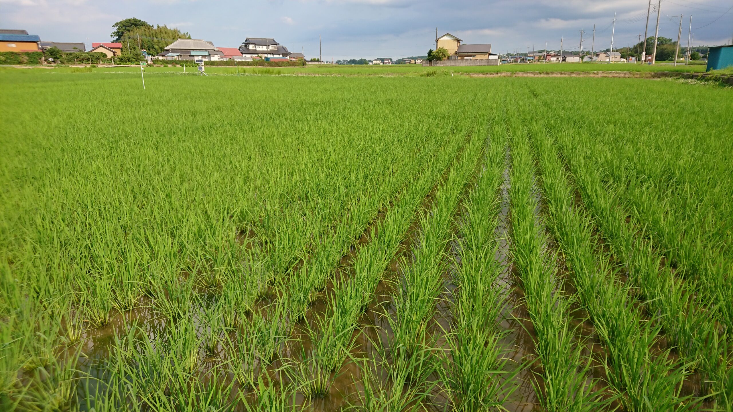 水稲の有機栽培にチャレンジ