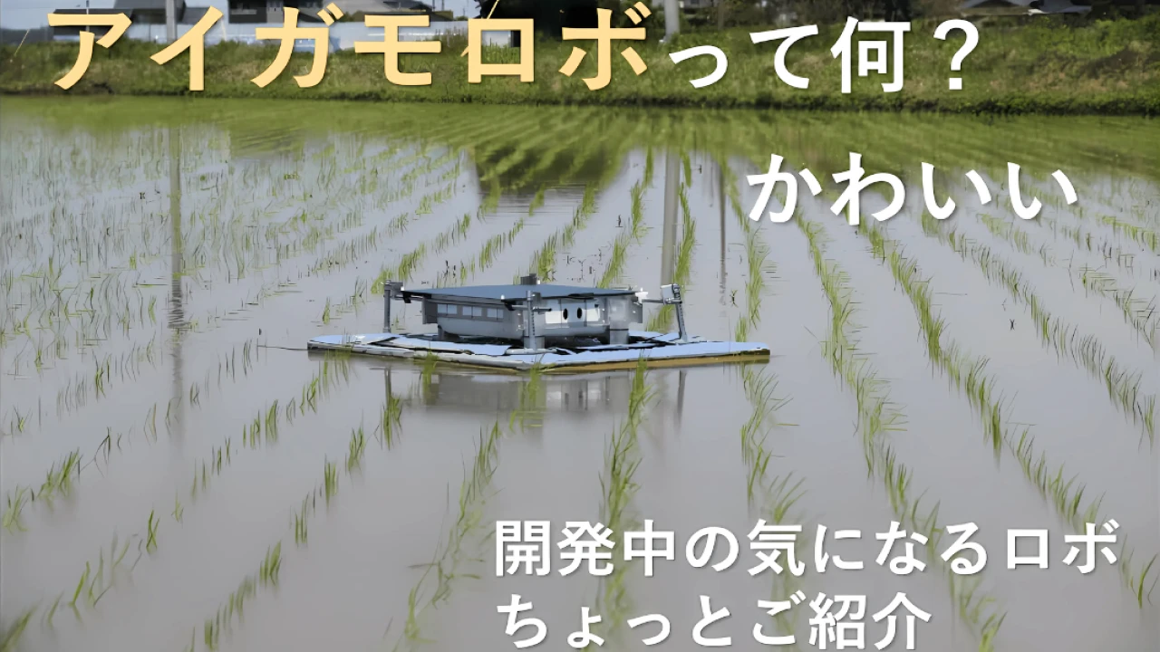 有機水田で自動抑草ロボットテスト中！