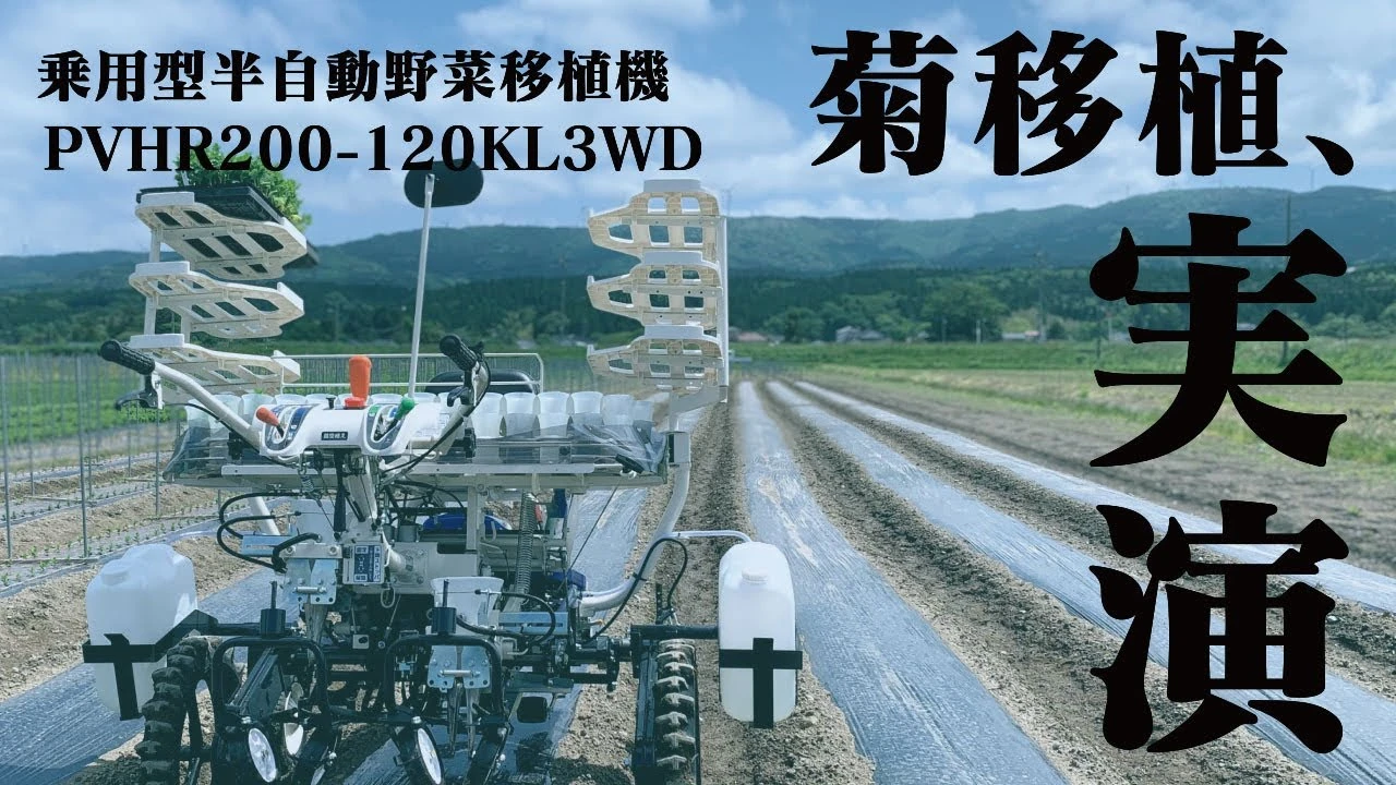 菊移植実演in秋田