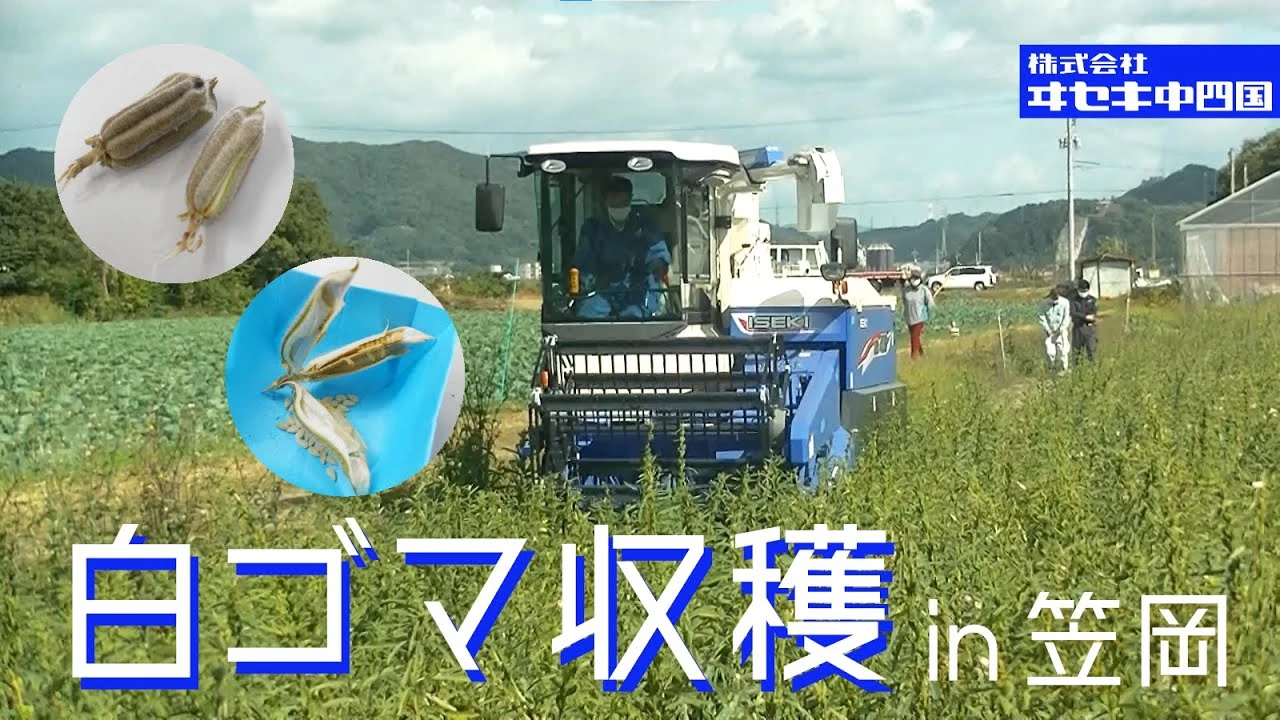 白ゴマ収穫in笠岡