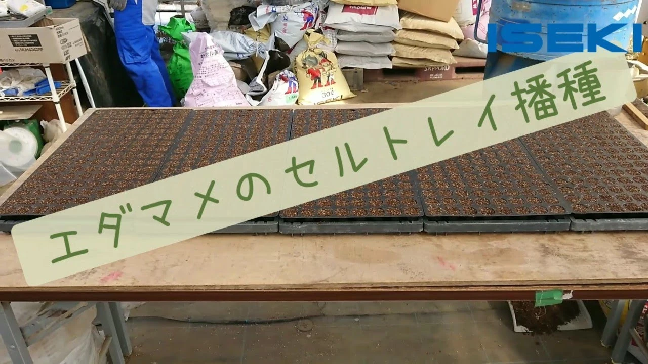 エダマメのセルトレイ播種