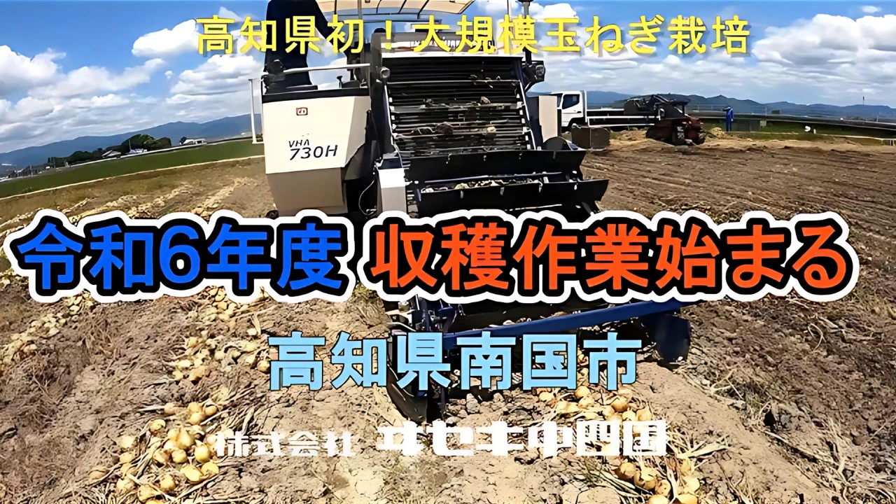 高知県たまねぎ大規模収穫始まる！