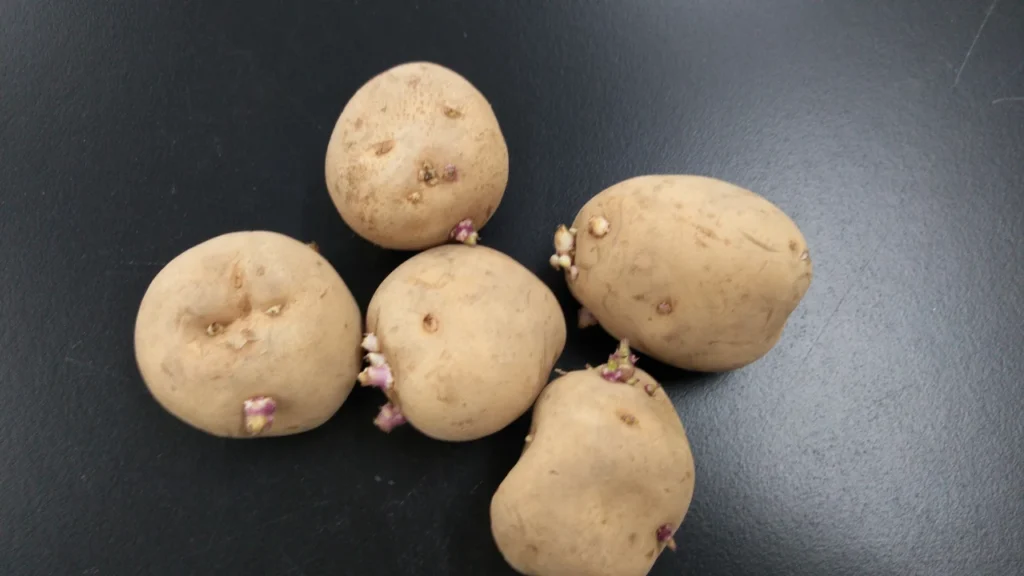 男爵の種芋の画像。芽がしっかりしており品質がよい