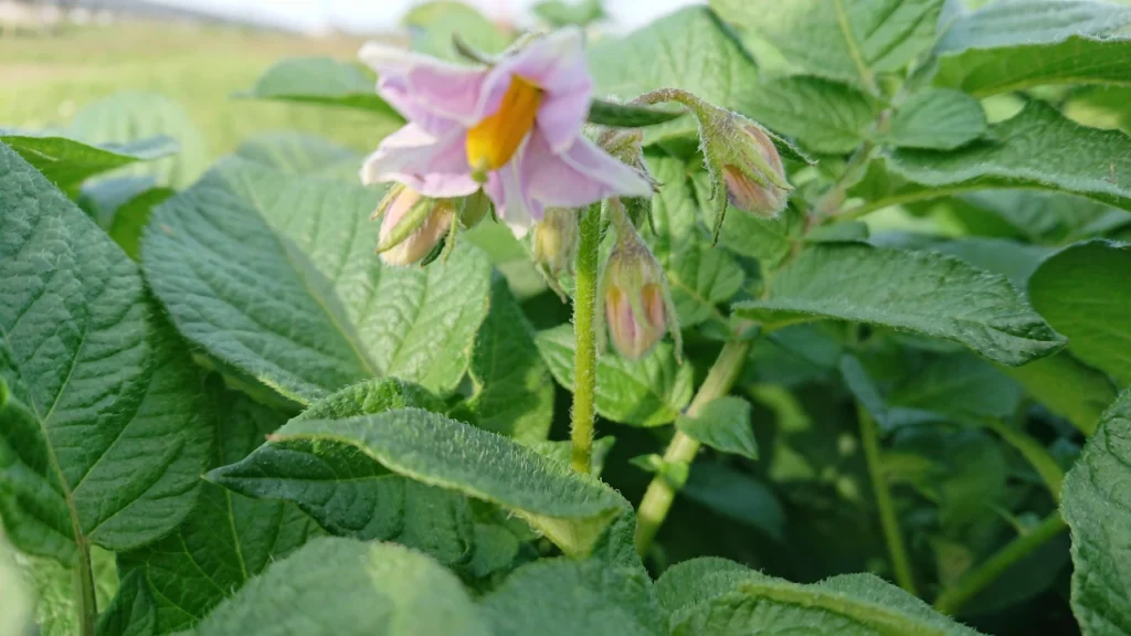 生育が進み花が咲き始めた様子を示した画像