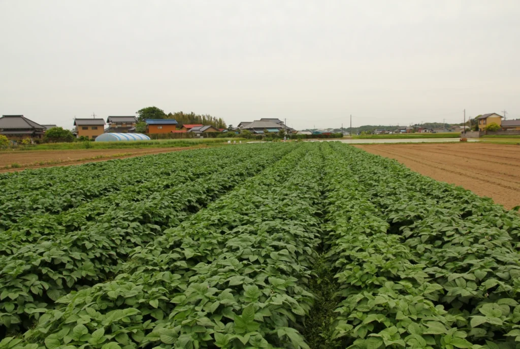 5月頃の圃場の画像。害虫の被害が出てきている
