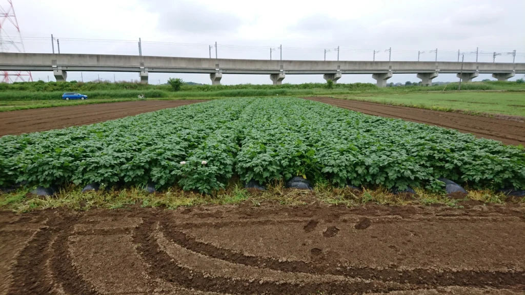 5月後半のジャガイモ試験圃場の画像。株に勢いがなくなってきた様子を示している