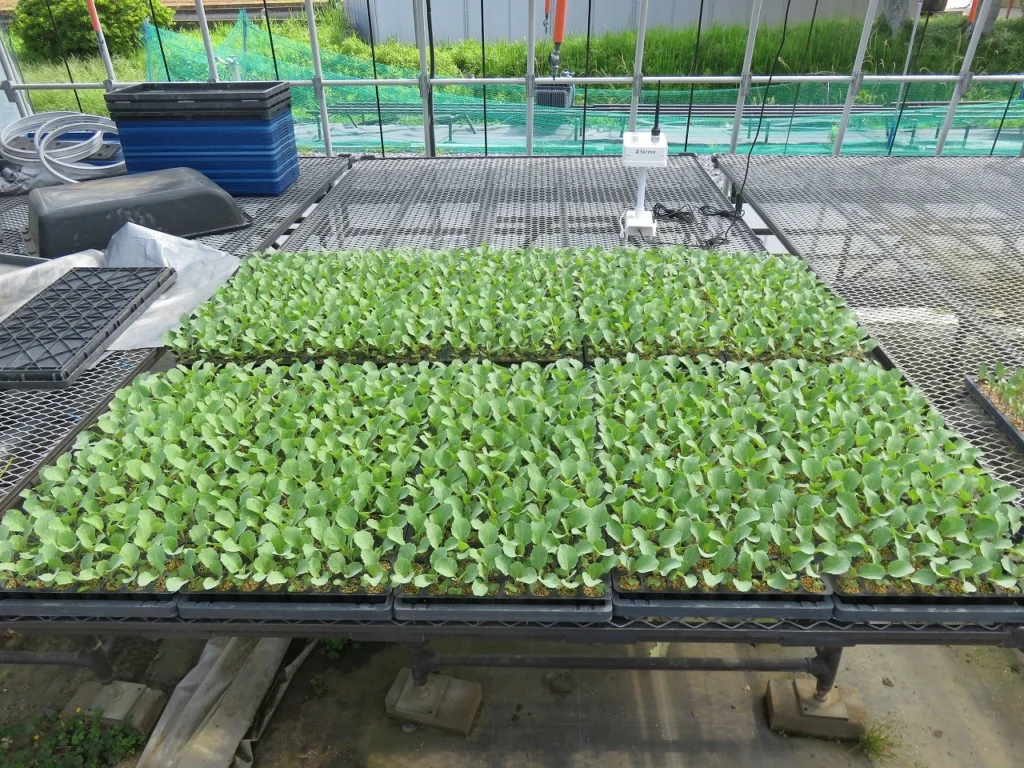 ３葉目が展開し根鉢も形成され、育苗が完了したキャベツの苗