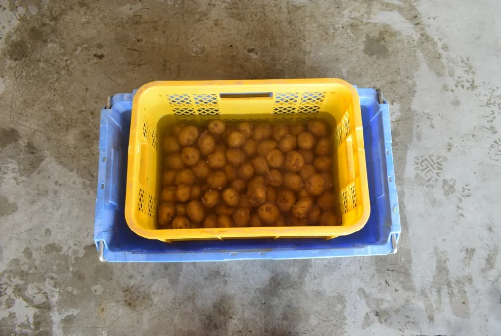 種芋を希釈した納豆菌の力に浸漬処理しているところ