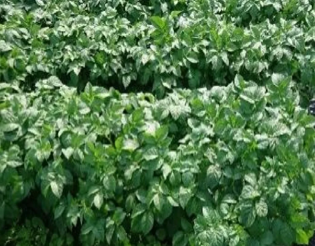 試験区の地上部の比較用画像。無処理区の生育状況