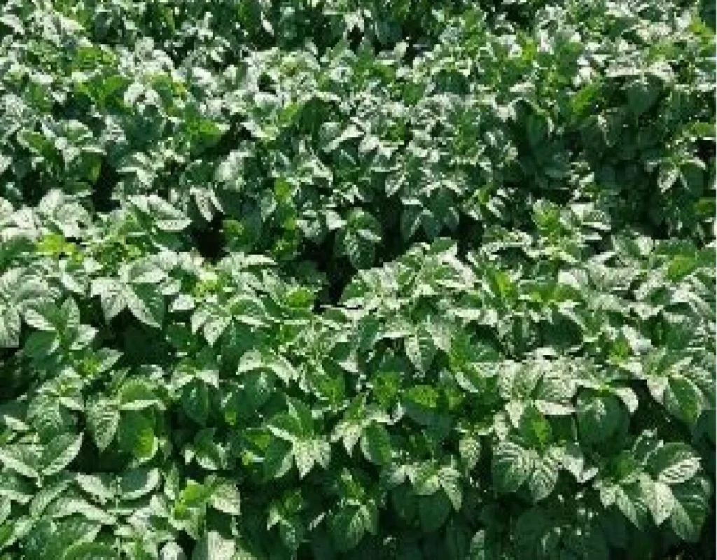 試験区の地上部の比較用画像。浸漬処理区の生育状況