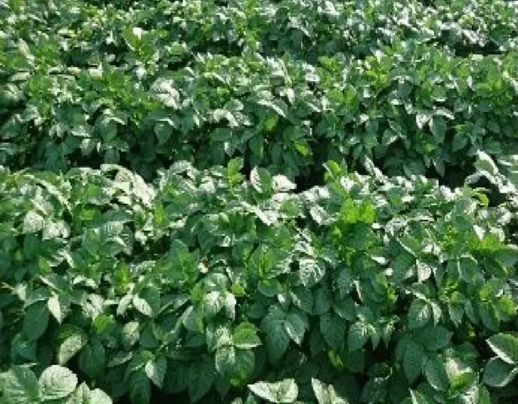 試験区の地上部の比較用画像。移植同時処理区の生育状況