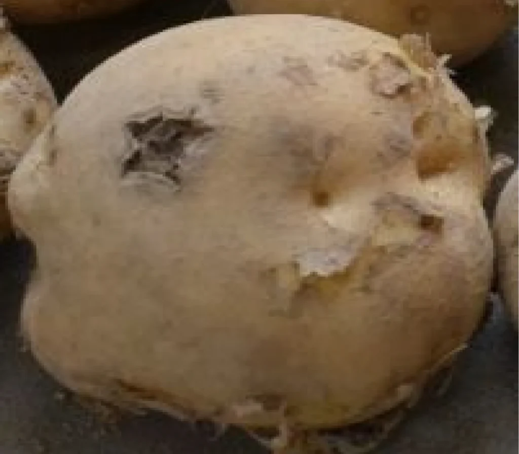 そうか病の被害を受けたジャガイモ。連作したことによる影響が疑われる