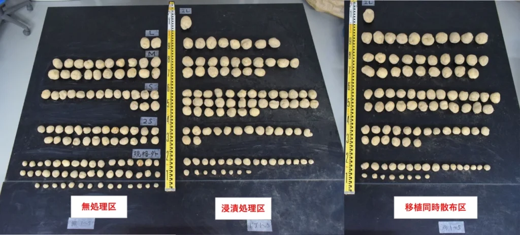 各試験区から収穫したジャガイモを並べて比較した画像