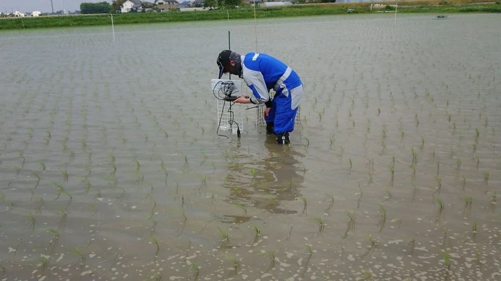 アイガモロボの効果を測定するために、試験圃場の酸化還元電位を計測しているところ