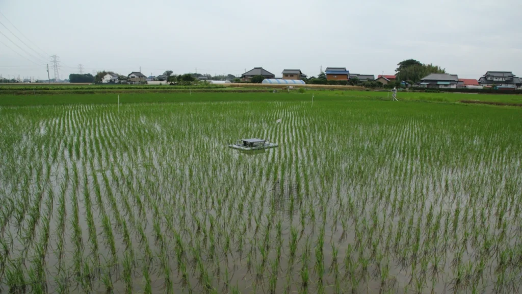 アイガモロボを投入してから20日後の圃場。ロボを引き上げるタイミングの稲の様子を示している