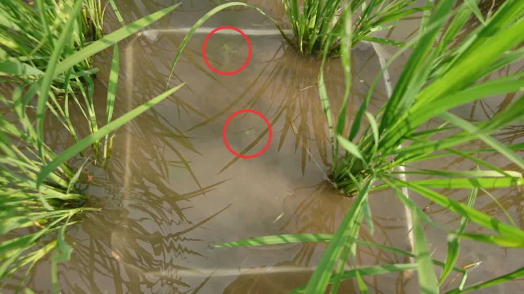 試験圃場の雑草量調査時の画像。目立った雑草は殆どみられない