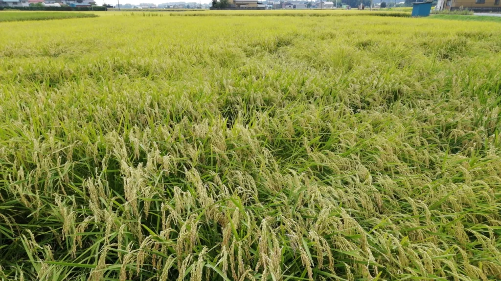 アイガモロボ試験圃場の収穫間際の画像。所々倒伏しているが、概ね順調に生育した