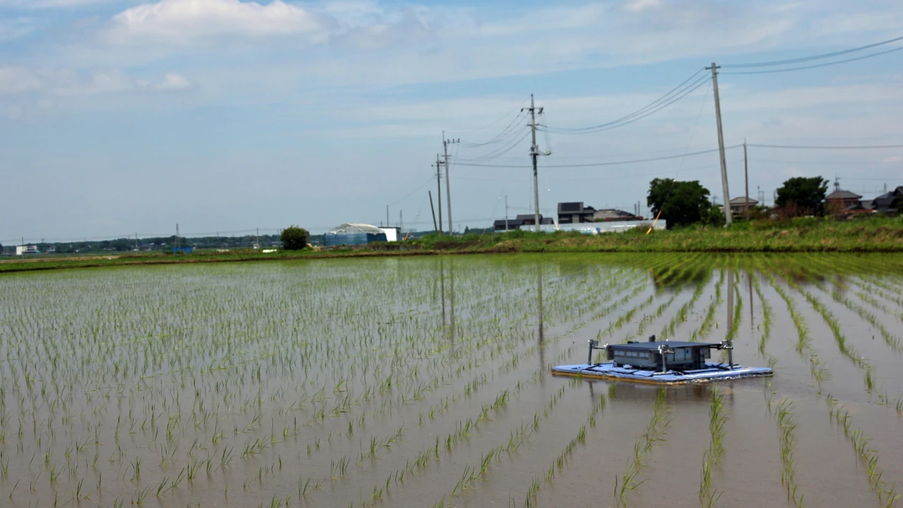有機水田で自動抑草ロボットテスト中！