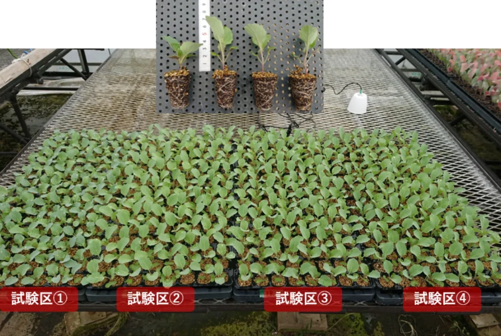 日照とかん水量の試験トレイで矮化剤を処理していない試験区