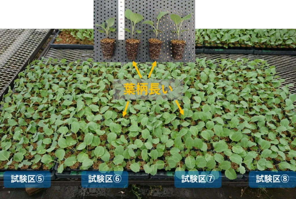 日照とかん水量の試験トレイで矮化剤を処理した試験区