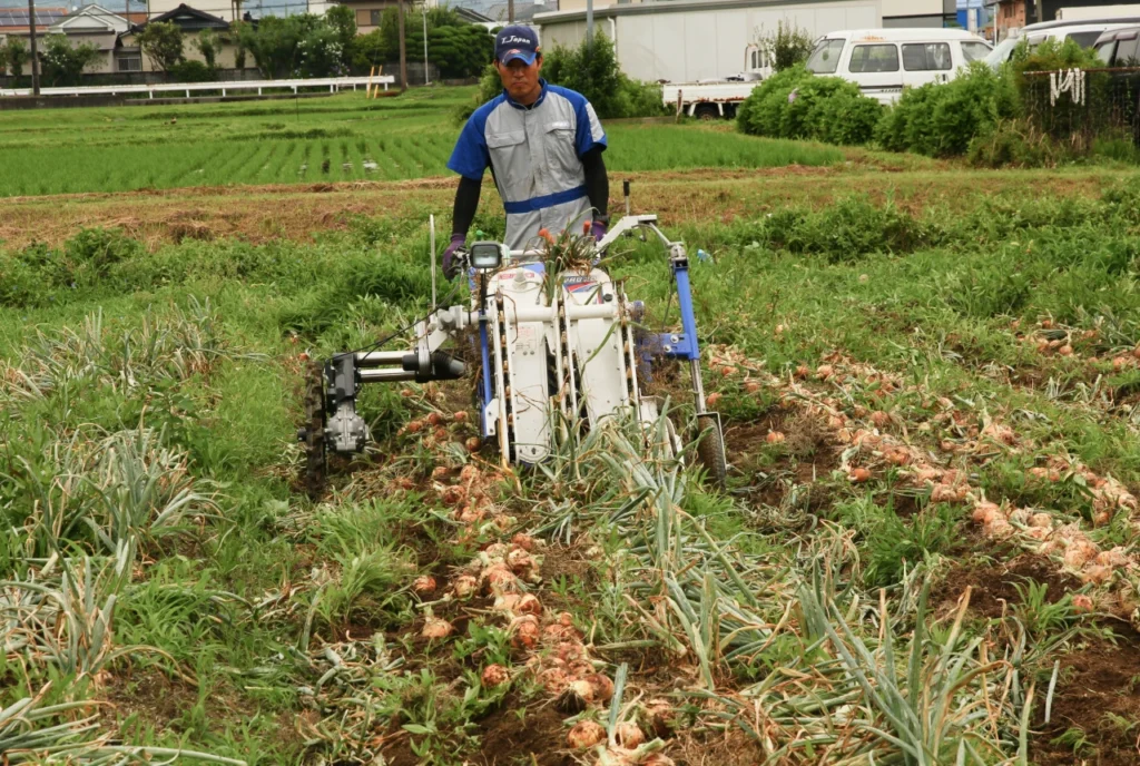 ISEKIのたまねぎ収穫機VHU20でたまねぎを収穫している画像。引き抜きと茎葉処理が同時に行える