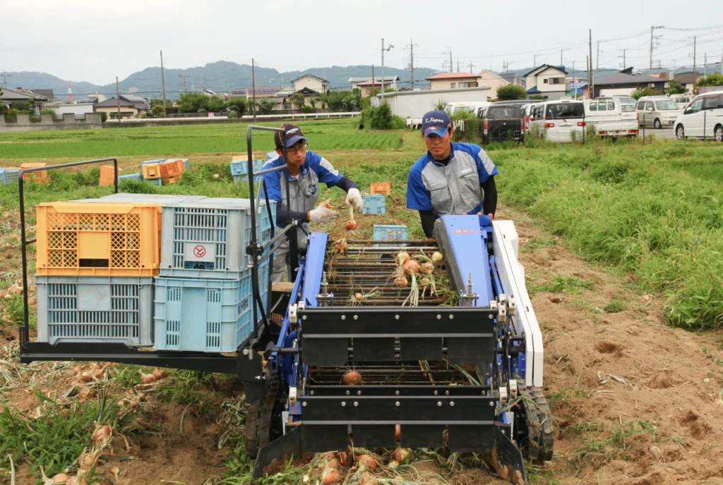 ISEKIのたまねぎピッカーVHP101Tでたまねぎをコンテナに収容している画像