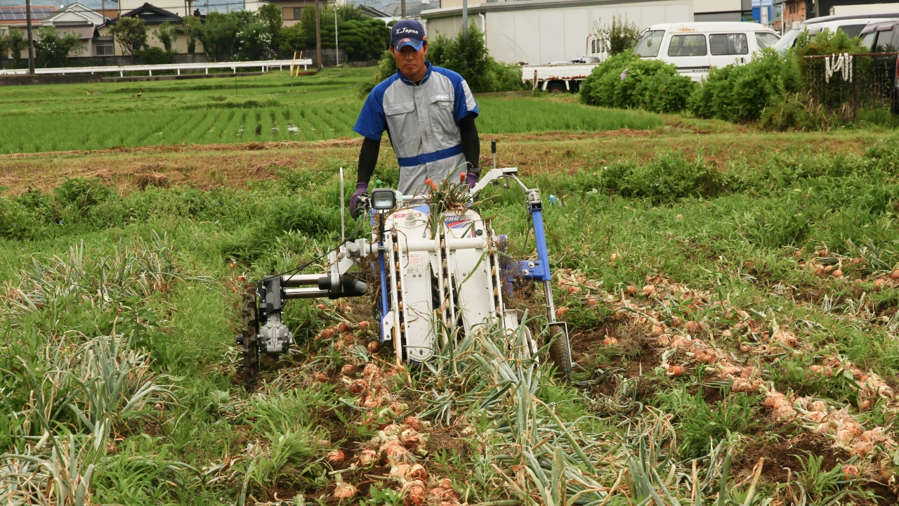 機械化一貫体系でたまねぎを栽培してみた