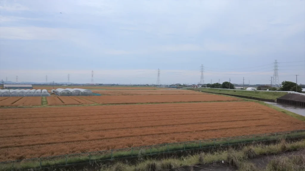 試験圃場付近で麦を栽培している圃場の画像。ジャンボタニシが活動するシーズンと麦の収穫時期が重なり忙しいシーズン