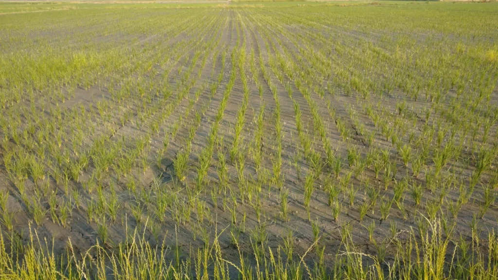 6月になり中干し時期になった対照圃場の画像。ジャンボタニシの食害で植え付けた苗が一部歯抜けになっている