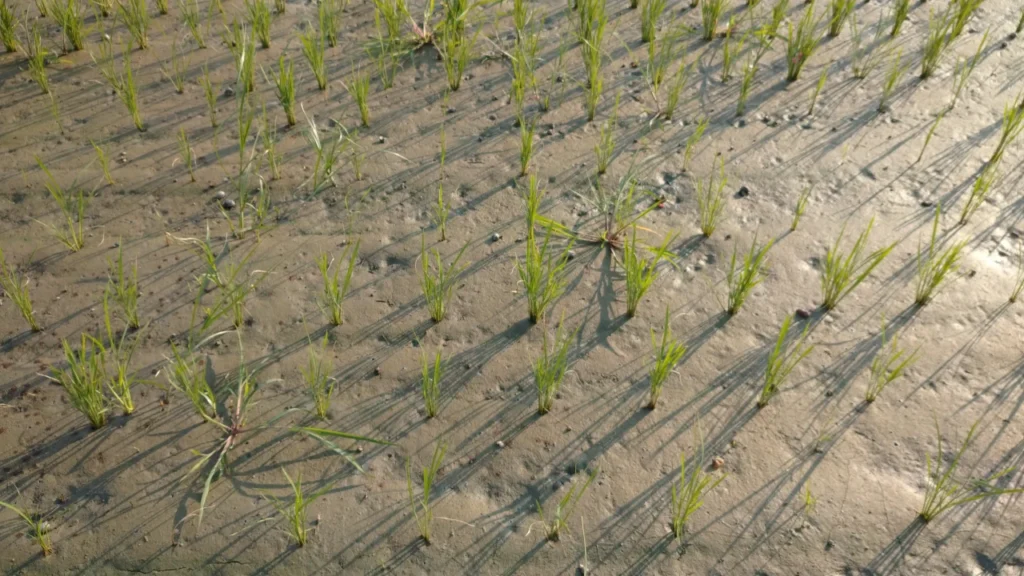 対照圃場の稲の生育の画像。ジャンボタニシの食害の影響で、茎数の数が試験圃場の半分以下となっている