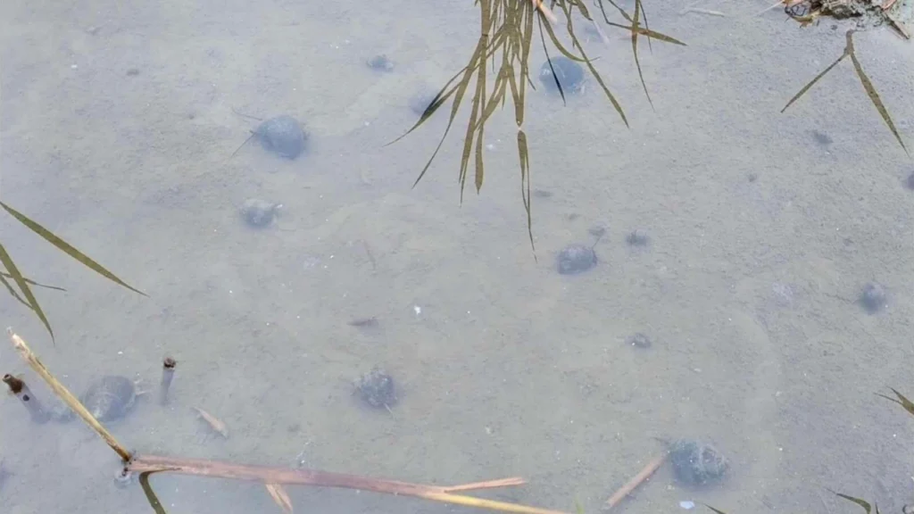 粒状石灰窒素を散布した直後の圃場の画像。散布直後なのでまだジャンボタニシが圃場にいるイメージ