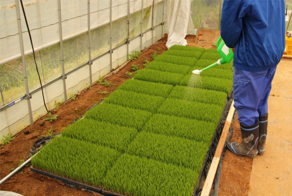 水稲の苗が発芽した後に、潅水代わりに希釈した納豆菌の力を苗に散布している画像