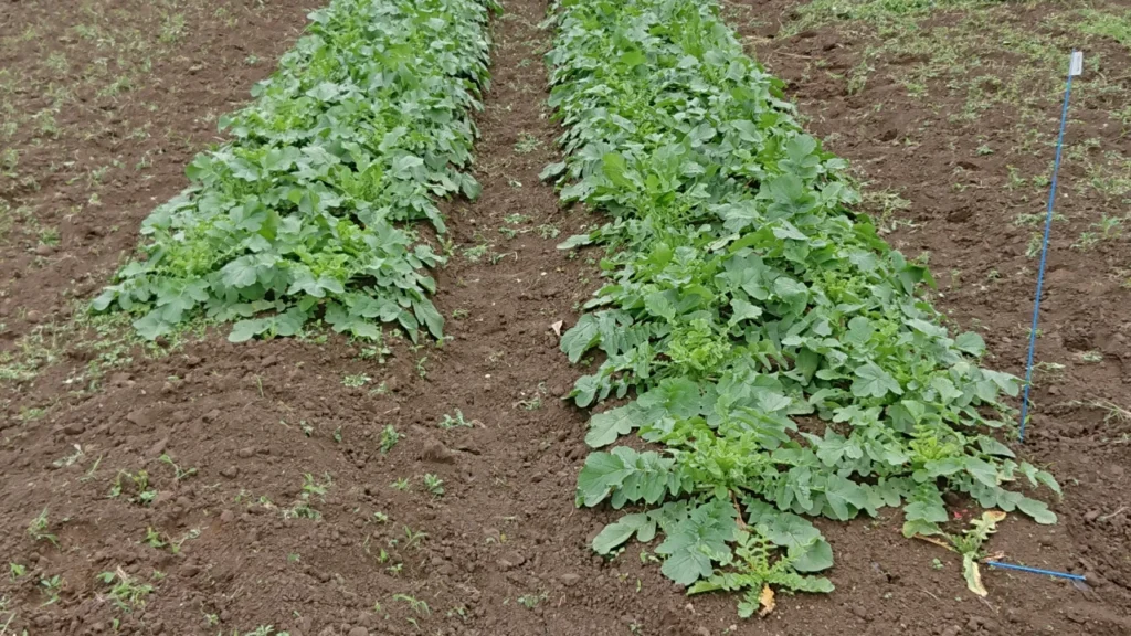 納豆菌の力を施用していない試験区の地上部の画像