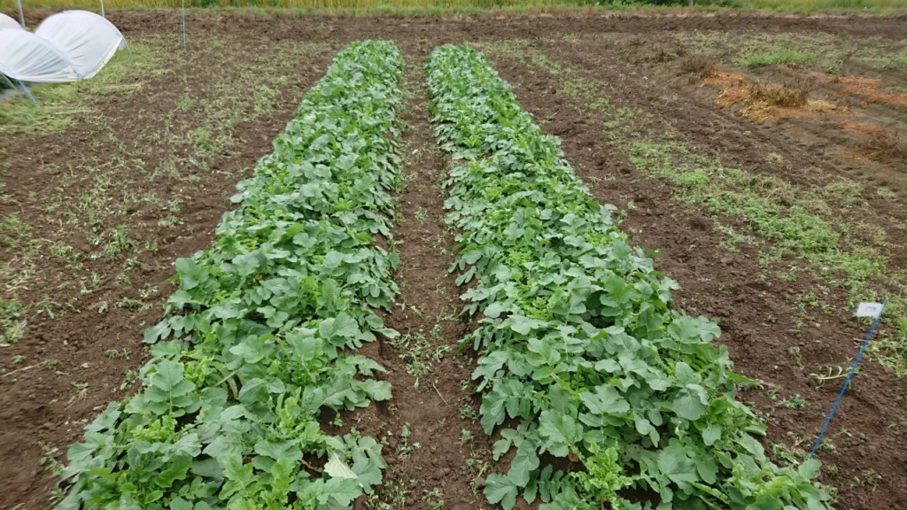 納豆菌の力を施用した試験区の地上部の画像