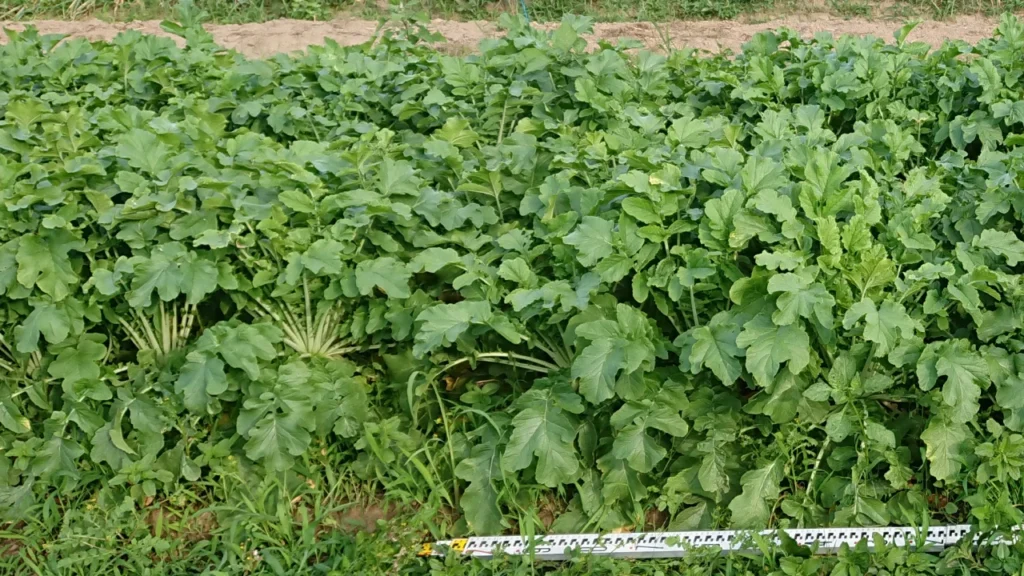 納豆菌の力を施用していない試験区の株の画像。軟弱病の被害株が散見される