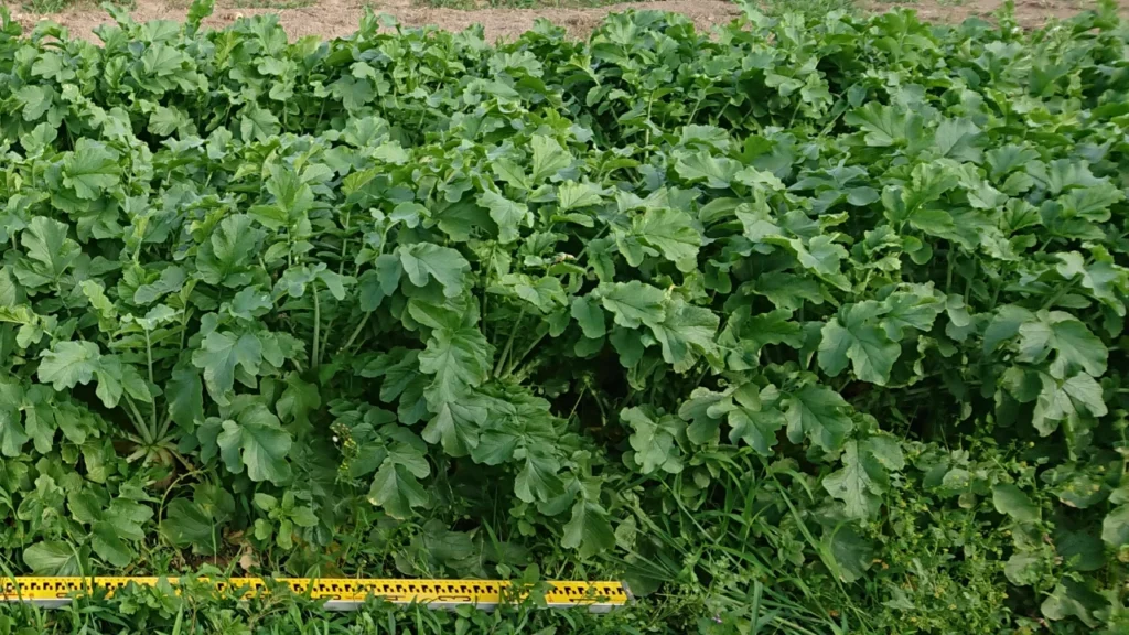 納豆菌の力を施用した試験区の株の画像。軟弱病の影響は見られない