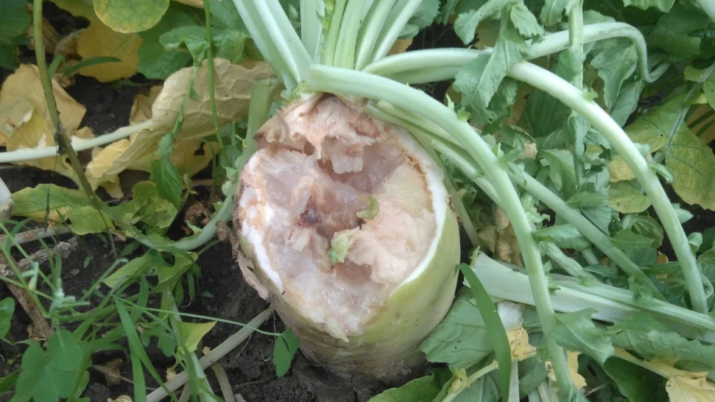 納豆菌の力を施用していない試験区で軟腐病が発病した株