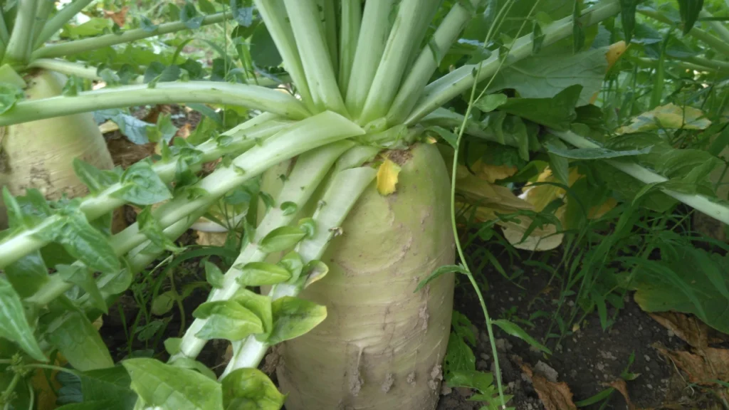 納豆菌の力を施用した試験区の軟腐病が発病せずに順調に生育した大根