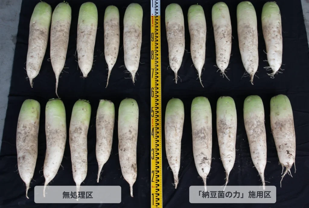 納豆菌の力を施用した試験区と施用していない試験区それぞれから収穫した大根を並べた画像