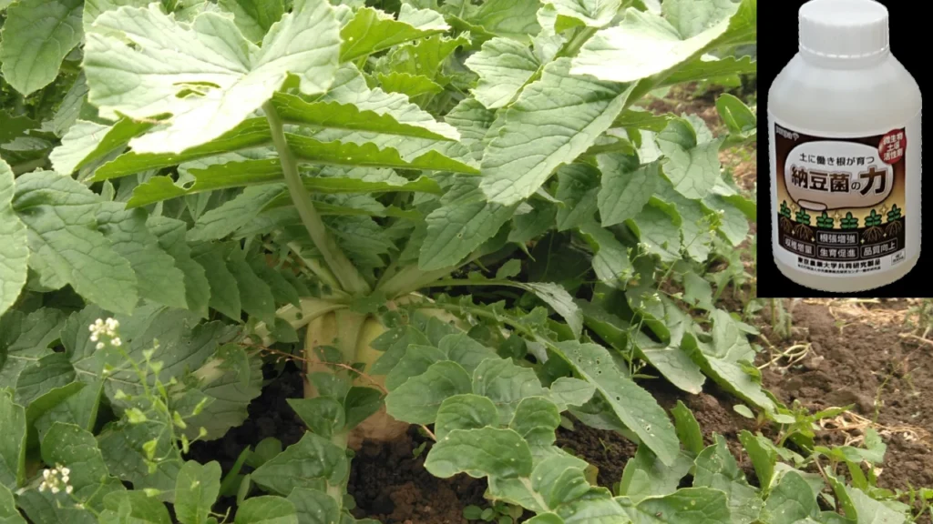 「納豆菌の力」を大根にも使ってみた!