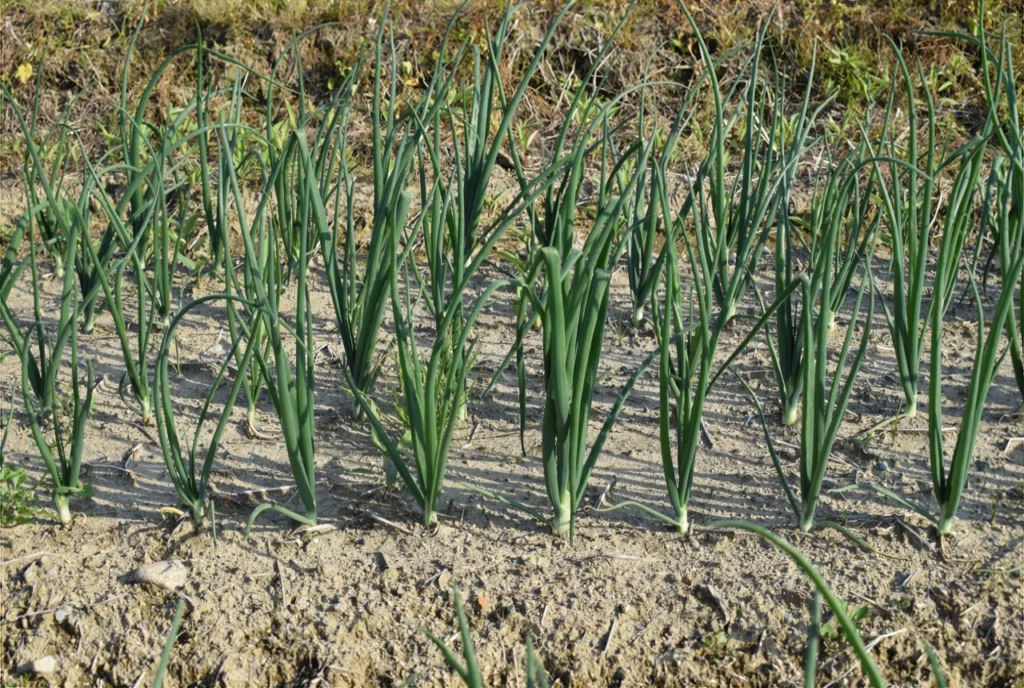 納豆菌の力を施用していない試験区の生育状況を示した画像