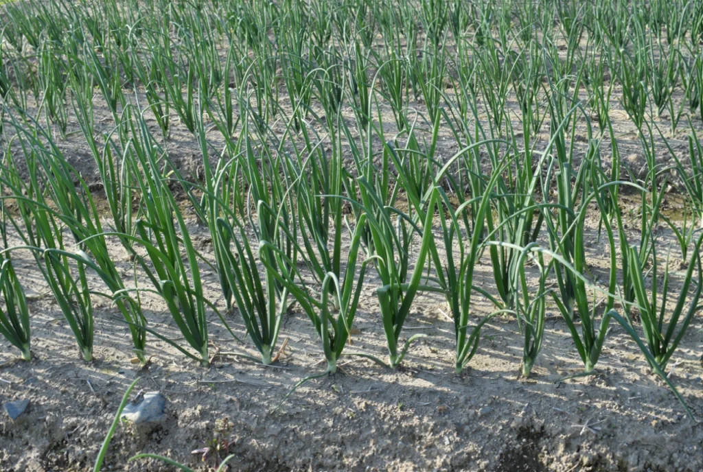 納豆菌の力を施用した試験区の生育状況を示した画像