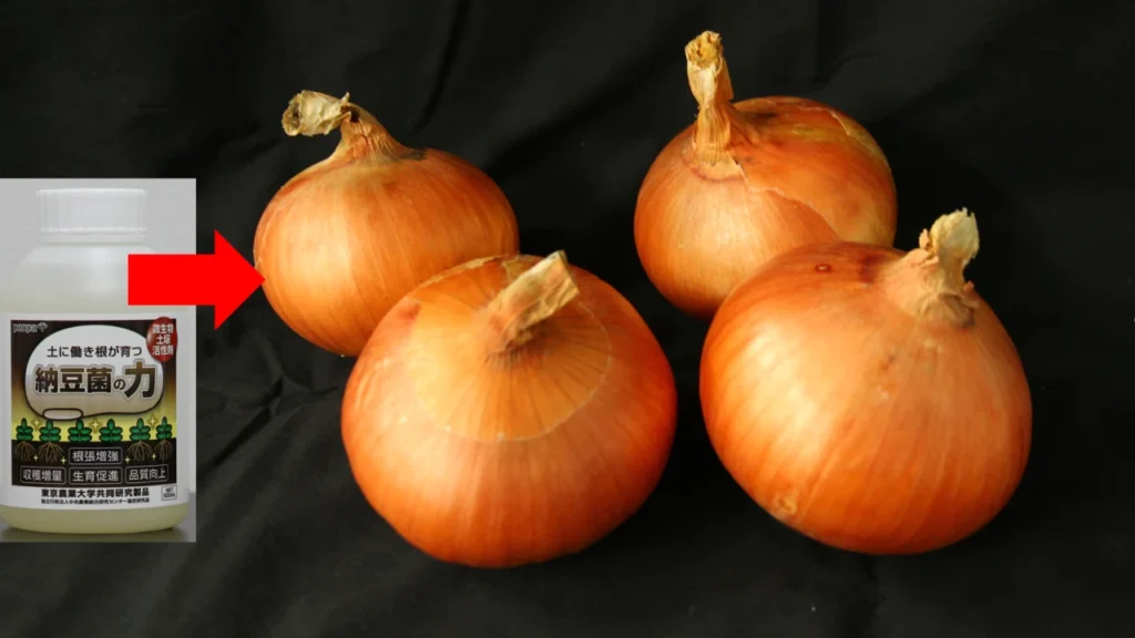 「納豆菌の力」をたまねぎに使ってみた！