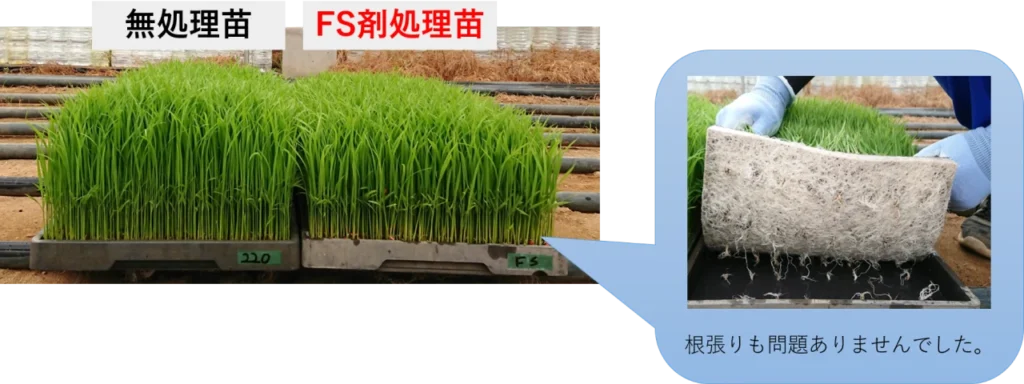 FS剤を処理した苗と処理していない苗を比較した画像。根張りに問題はなく、しっかりしたマットが形成されていた