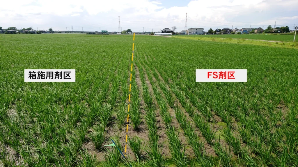 田植えから1か月後の稲の様子。箱処理剤を施用した試験区とFS剤を使用した試験区どちらも病害虫の発生は見られず、生育は問題ない