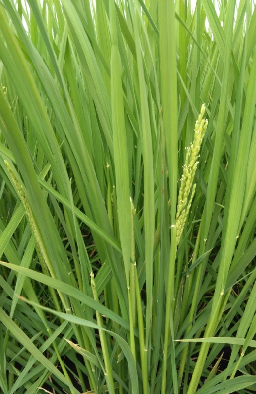 慣行苗を移植した隣接圃場の出穂した苗の画像。密播苗よりも出穂のタイミングが早い
