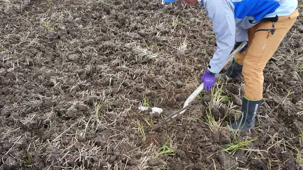 茨城の試験圃場で稲わらのパックを圃場に埋め込んでいるところ