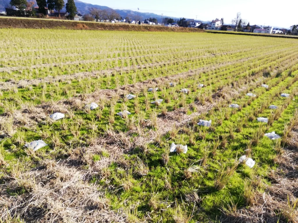 秋田の試験圃場に配置した稲わらパック