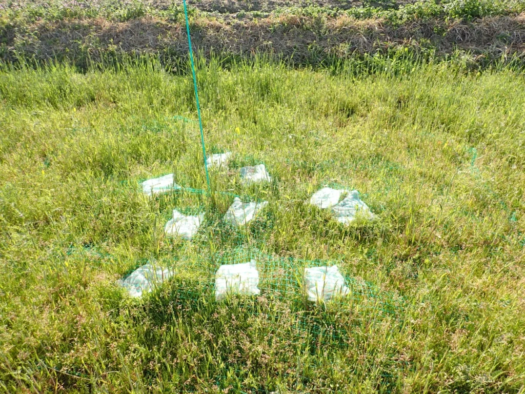 耕耘前に稲わらを回収する直前の愛媛試験圃場の稲わらパック