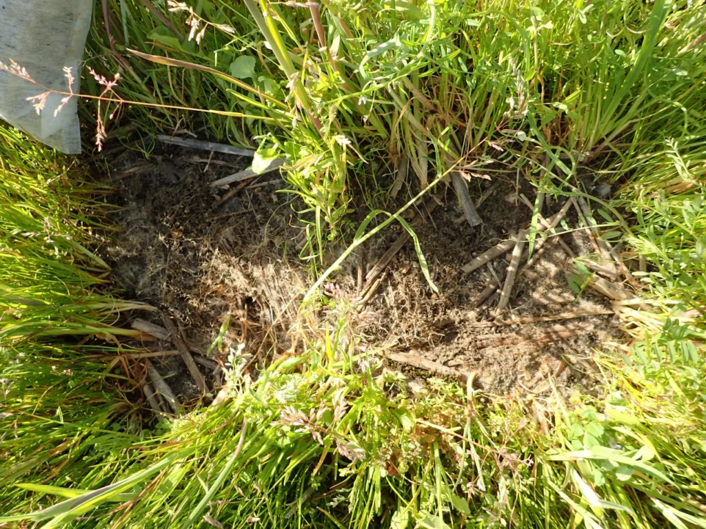 愛媛の試験圃場で稲わらパックを回収した後の圃場の拡大画像